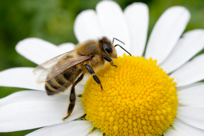 Bee Bee