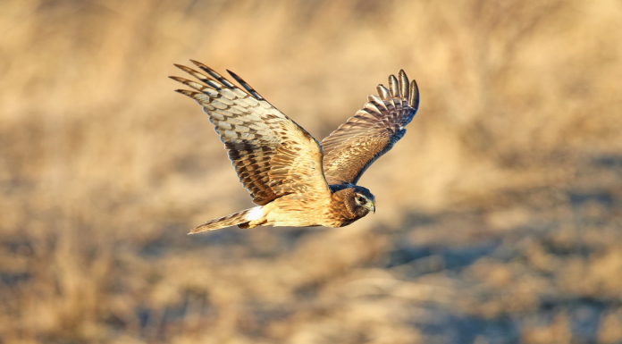 Hawk Hawk