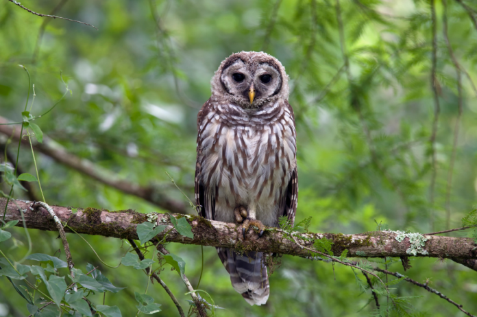 Owl Owl