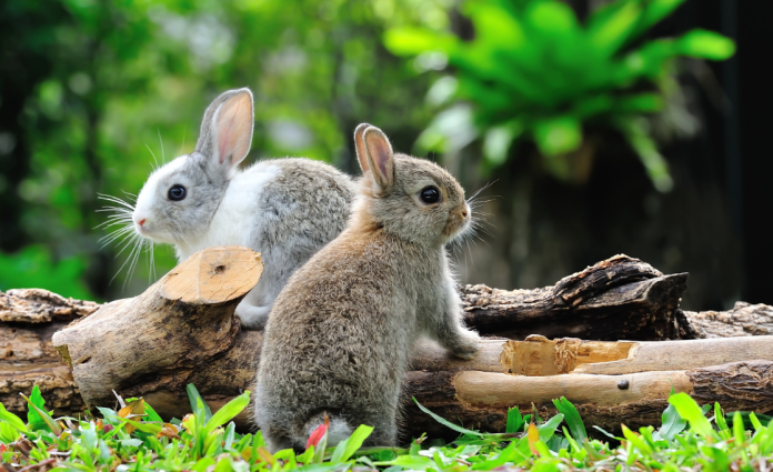 Rabbit Rabbit