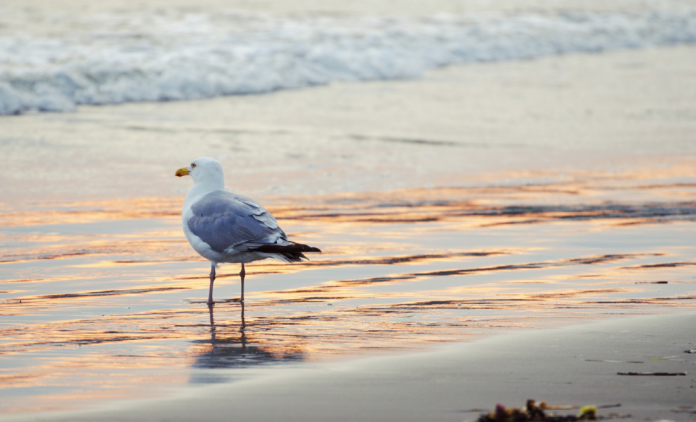 Seagull Seagull