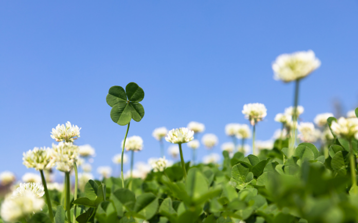 Four-Leaf Clover Four-Leaf Clover