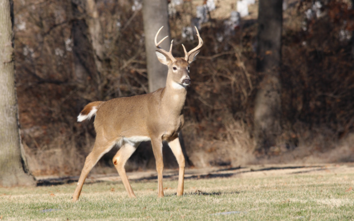 Deer Deer