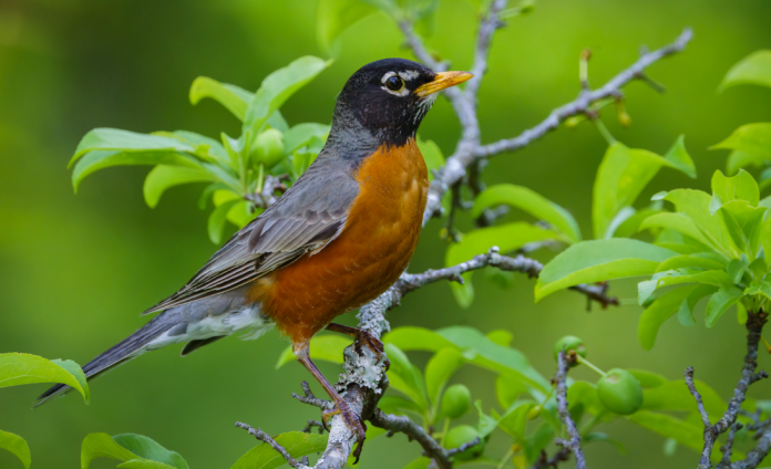 Robin Robin