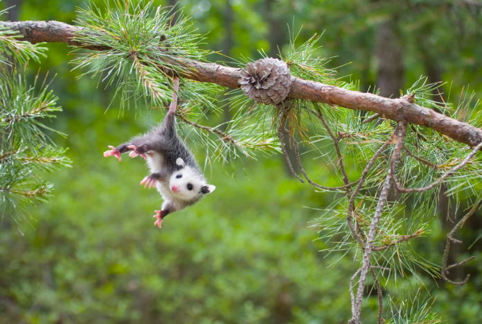 Opossum Opossum