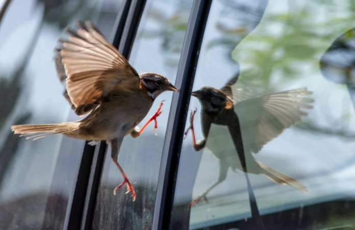 Bird Flies Into Your House Bird Flies Into Your House