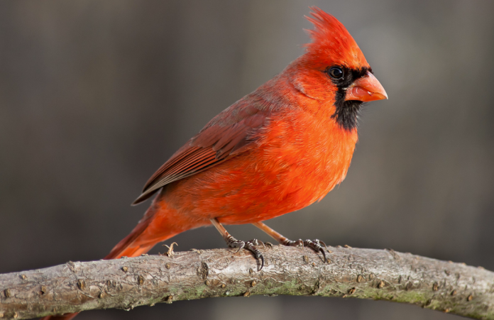 Red Cardinal Red Cardinal
