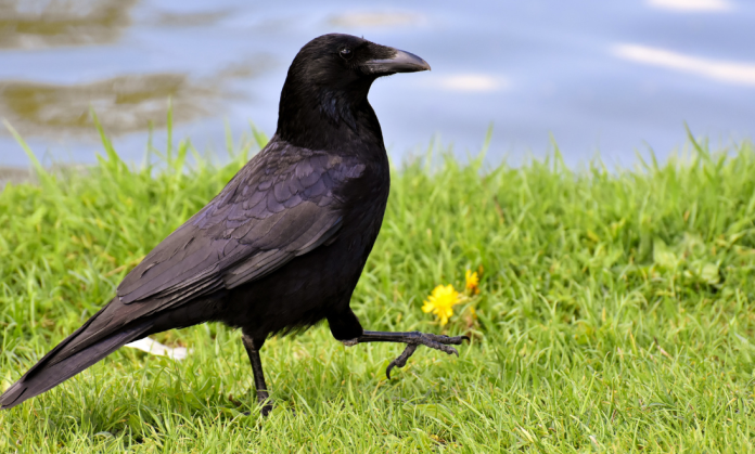Crow Crow