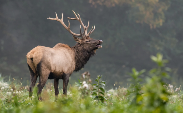 Elk Elk