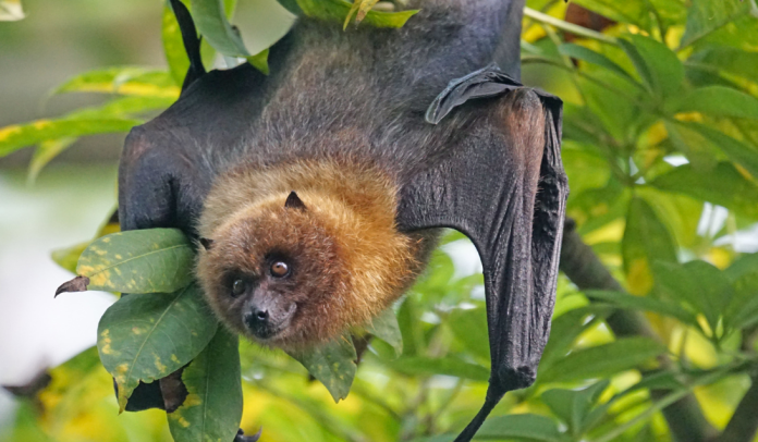 Bat Bat