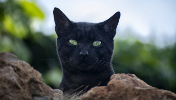 Black Cat Black Cat
