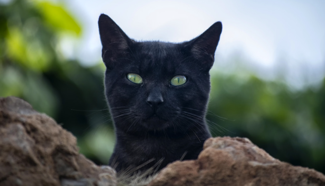 What Does a Black Cat Mean? XMYSTIC