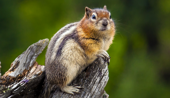 Chipmunk