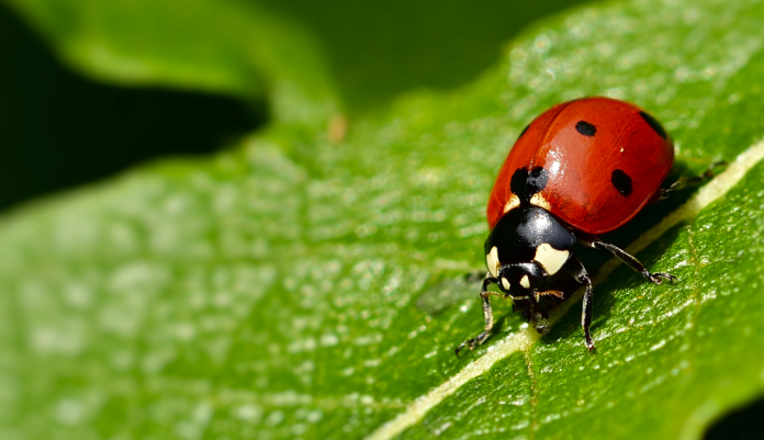 Meaning to See a Ladybug Meaning to See a Ladybug