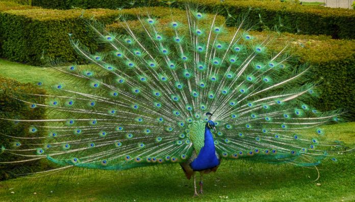 Meaning to See a Peacock Meaning to See a Peacock