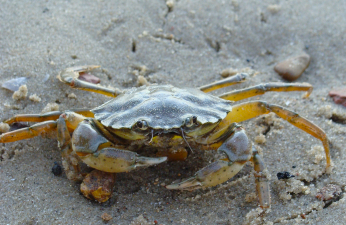 What Does it Mean to See a Crab? What Does it Mean to See a Crab?