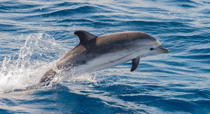 What Does it Mean to See a Dolphin? What Does it Mean to See a Dolphin?