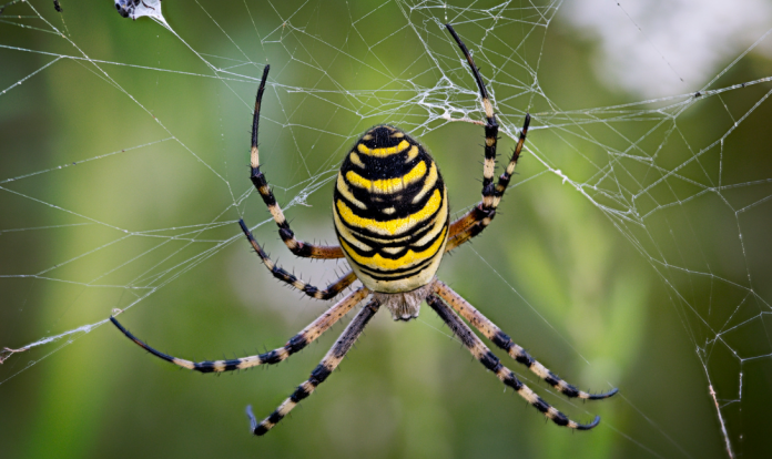What Does it Mean to See a Spider? What Does it Mean to See a Spider?