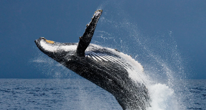 What Does a Whale Sighting Mean? What Does a Whale Sighting Mean?