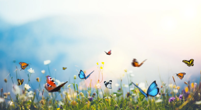 Butterflies Butterflies
