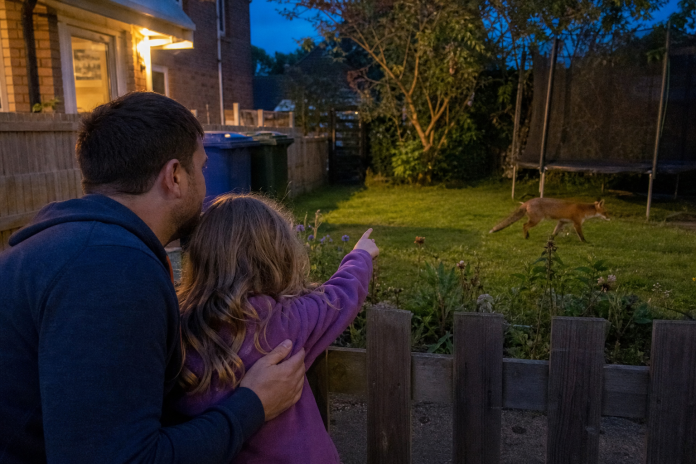 Father and daughter watching a fox cross a suburban lawn at dusk Father and young daughter crouched behind a garden fence at dusk watching a fox cross a suburban lawn, trampoline and bins in view