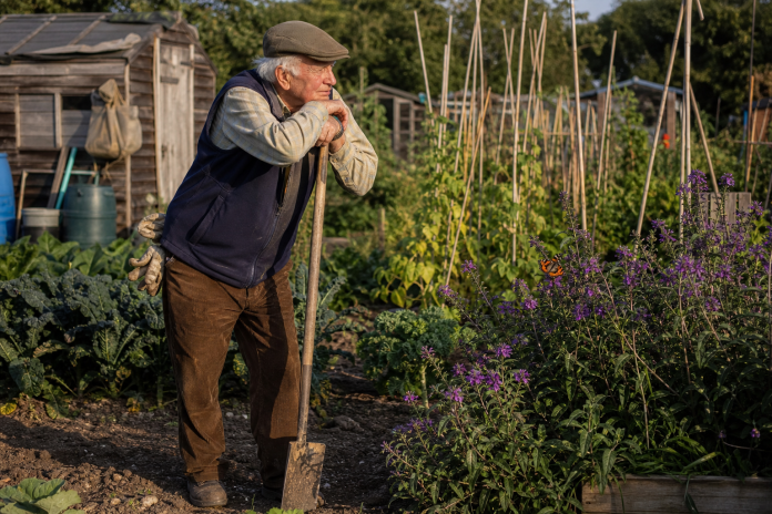 Elderly gardener leaning on a spade with a monarch butterfly beside him Elderly man leaning on a spade in an allotment garden in late summer, a monarch butterfly on a flower beside him, sheds and bean poles behind