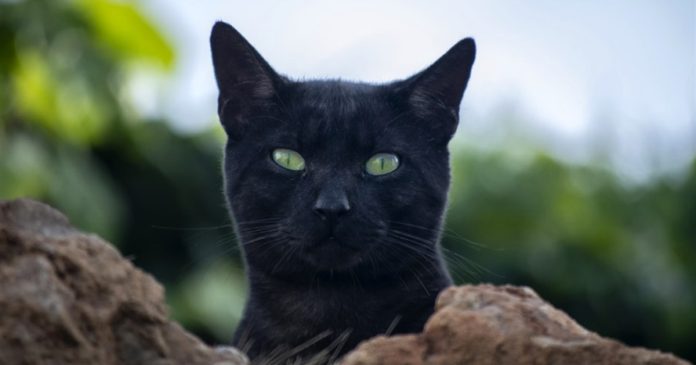 A black cat with green eyes looks out from behind garden rocks.