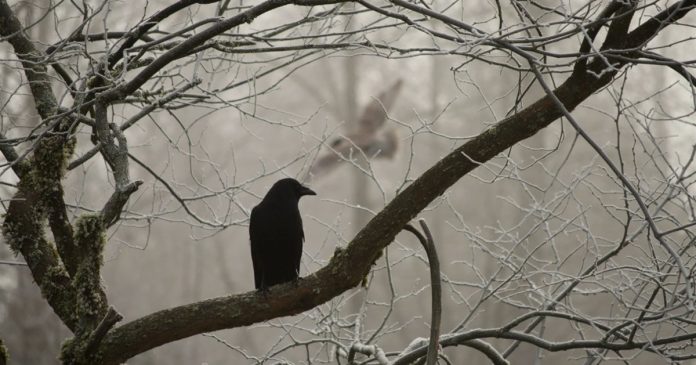 A crow among quiet winter branches A crow perches on a branch among bare winter trees.