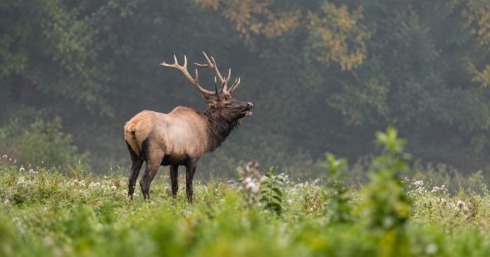 An elk at the forest edge A large antlered elk stands at a misty forest edge with its mouth open.