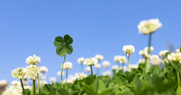 A four-leaf clover in a flower field A four-leaf clover stands against a softly blurred field of blue and white flowers.