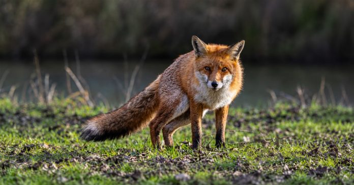 A fox in quiet grassland A red fox stands on grass with its bushy tail fully visible.