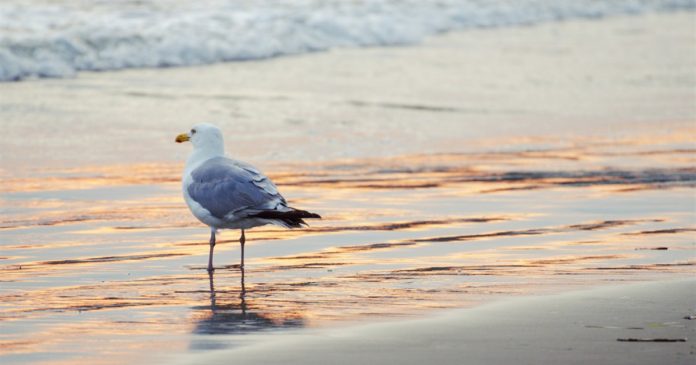 A gull by the shoreline A gull stands on wet sand beside gentle surf in warm light.