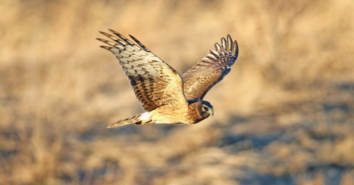 Repeated hawk sightings A hawk flies above a softly blurred golden landscape with its wings raised.