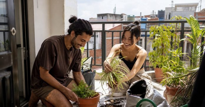 Caring for plants during a home reset Two people repot houseplants together on a small balcony with terracotta pots and a watering can.