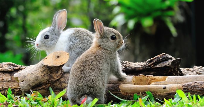 Rabbits among garden logs Two rabbits sit among logs and green plants.