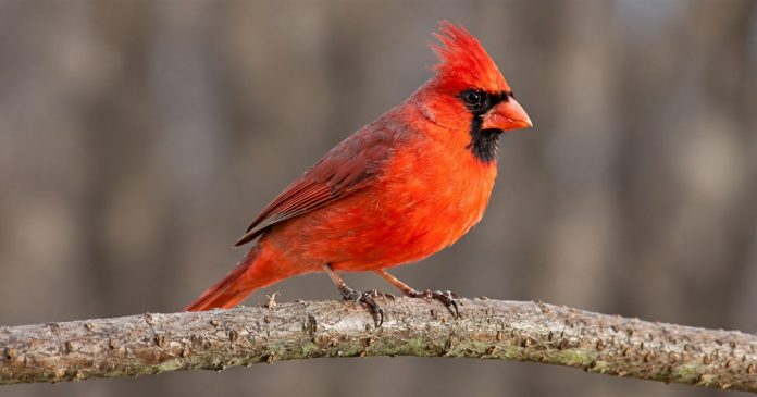 Red cardinal reflection and remembrance A bright red male Northern Cardinal perches on a branch.
