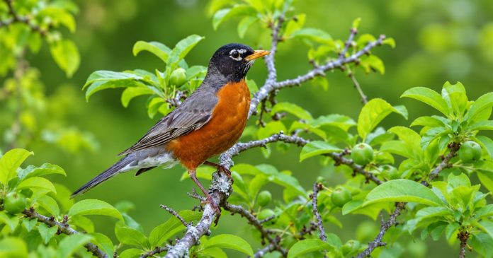 Robin sighting and personal reflection An American Robin perches on a leafy branch in natural daylight.