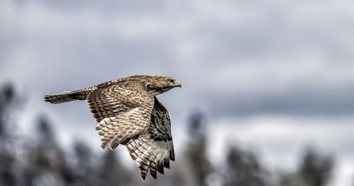 Understanding a hawk in flight A brown hawk flies in front of a blurred tree line under a gray sky.