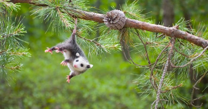 A young opossum in a pine tree A young opossum hangs by its tail beneath a pine branch.